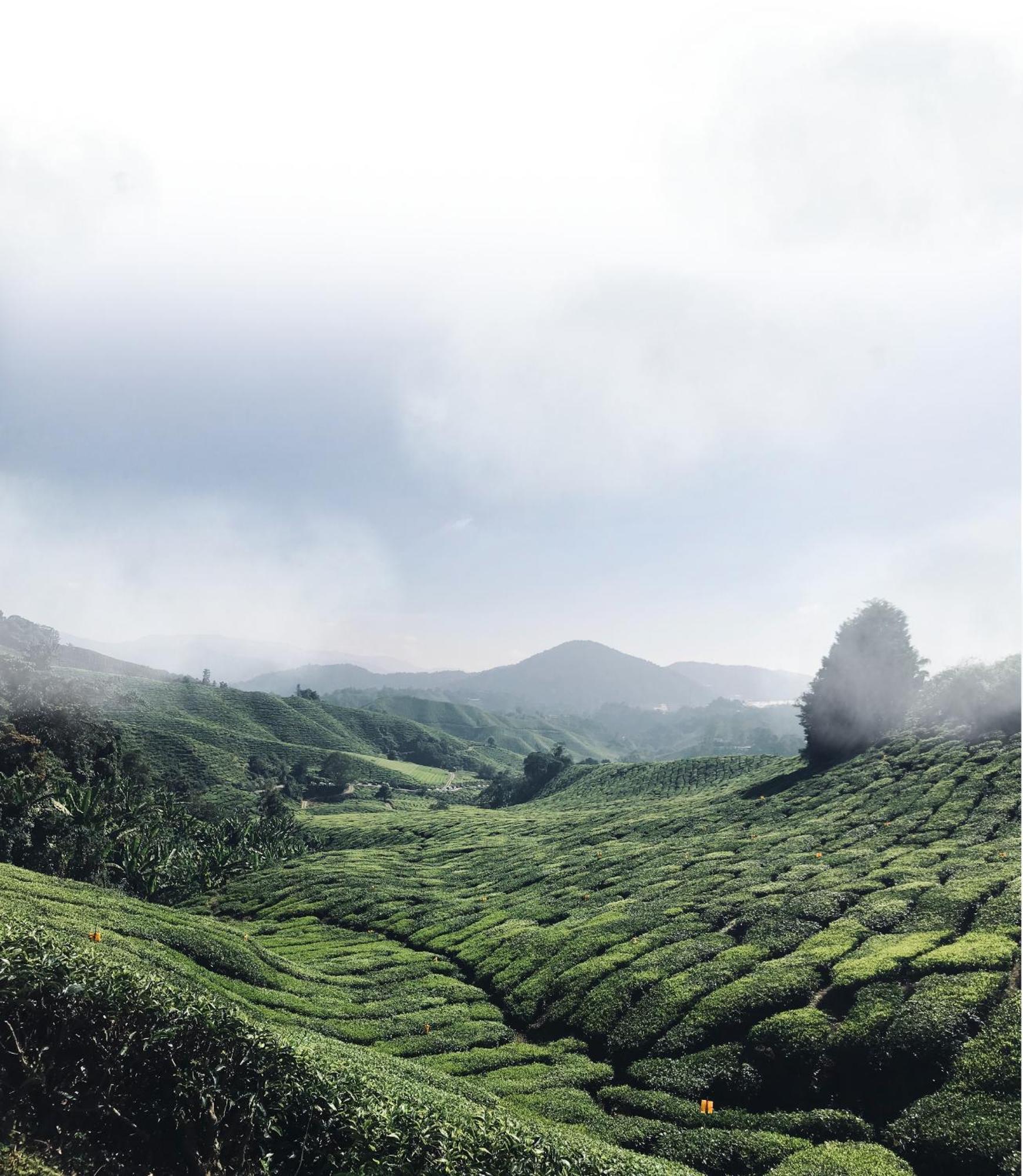 Springhill Resort Cameron Highlands Bagian luar foto